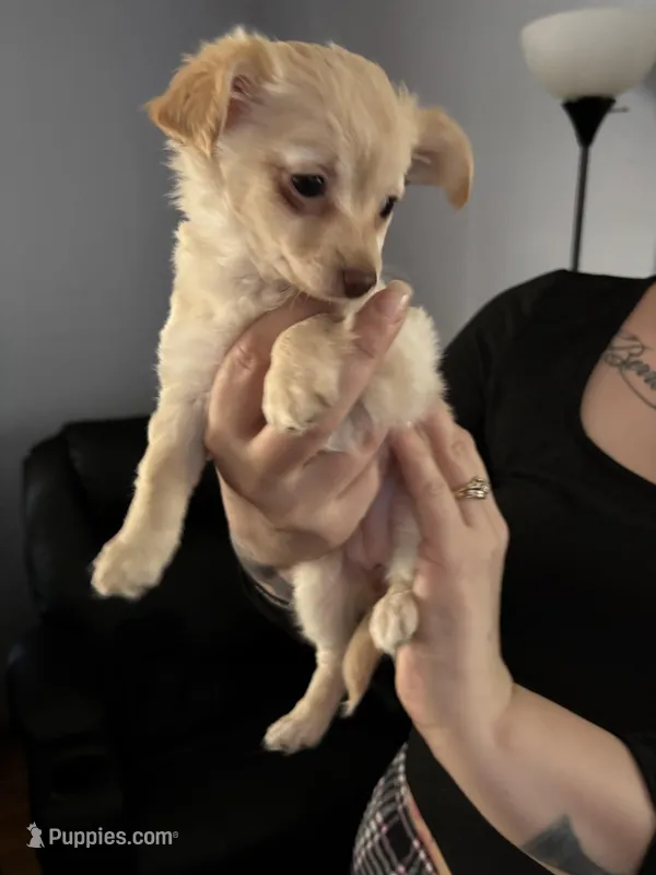 Creme  – Chihuahua puppy for sale in East Hartford, CT