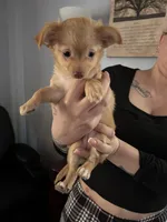 Coco , a female Chihuahua for sale in East Hartford, CT – Photo 2 of 2
