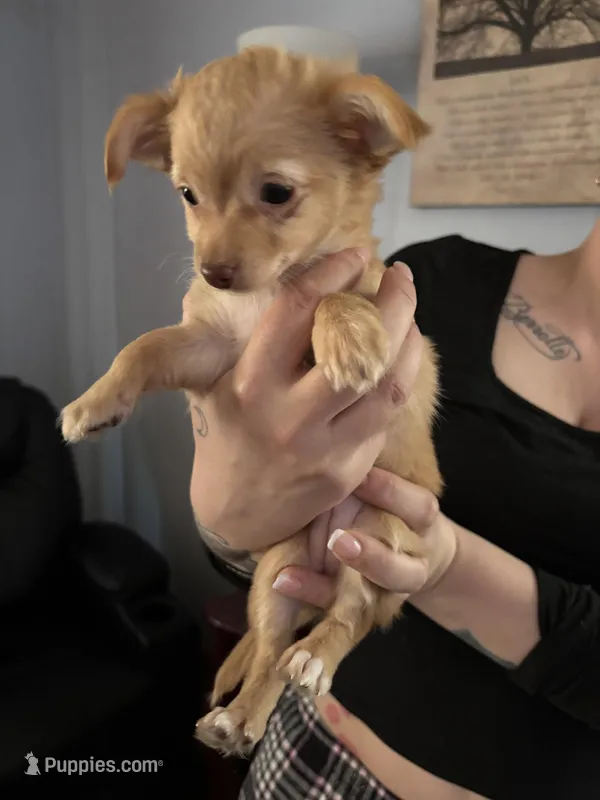 Coco  – Chihuahua puppy for sale in East Hartford, CT