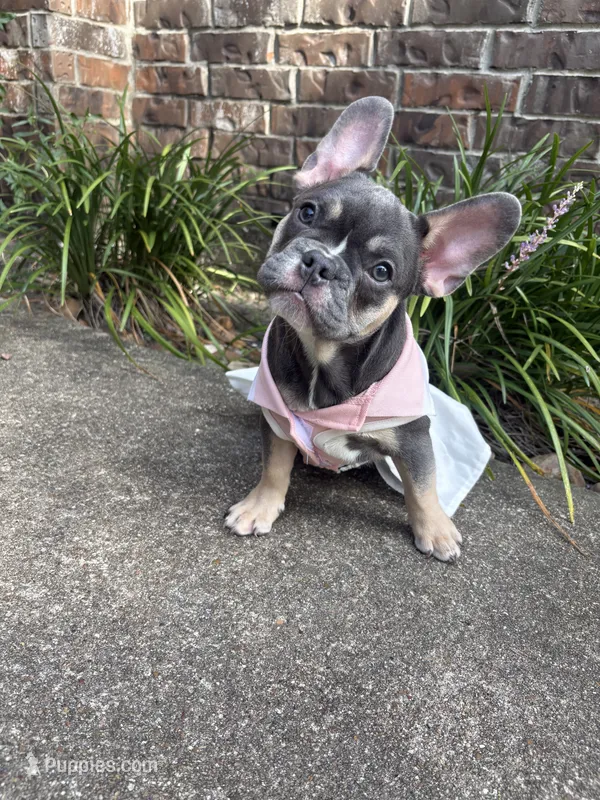 Diamond  – French Bulldog puppy for sale in Katy, TX