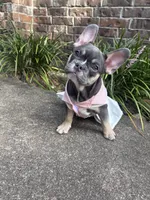 Diamond , a female French Bulldog for sale in Katy, TX – 1 of 2