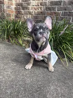 Diamond , a female French Bulldog for sale in Katy, TX – 2 of 2