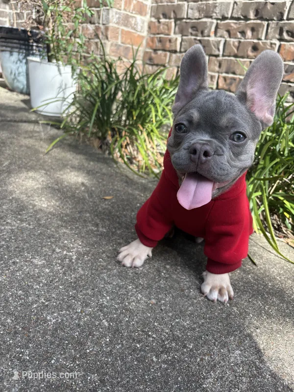 Draco  – French Bulldog puppy for sale in Katy, TX