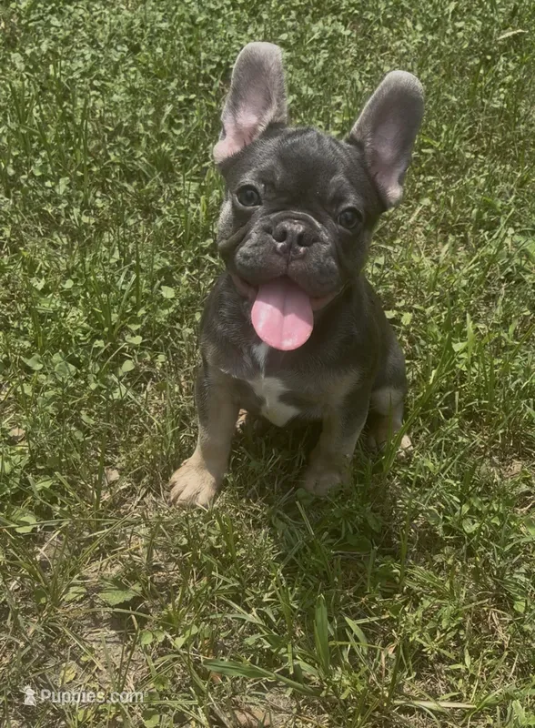 Titus , a male French Bulldog for sale in Katy, TX – 1 of 1