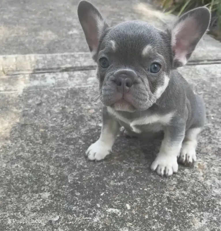 Bella , a female French Bulldog for sale in Katy, TX – 1 of 1