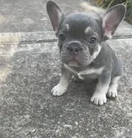 Bella , a female French Bulldog for sale in Katy, TX – 1 of 1