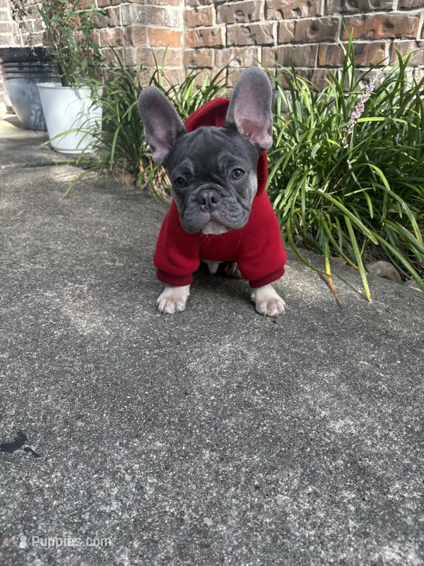 Titus  – French Bulldog puppy for sale in Katy, TX