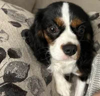 Daisy, a female Cavalier King Charles Spaniel for sale in Milan, IL – Photo 5 of 5