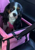 Daisy, a female Cavalier King Charles Spaniel for sale in Milan, IL – Photo 4 of 5