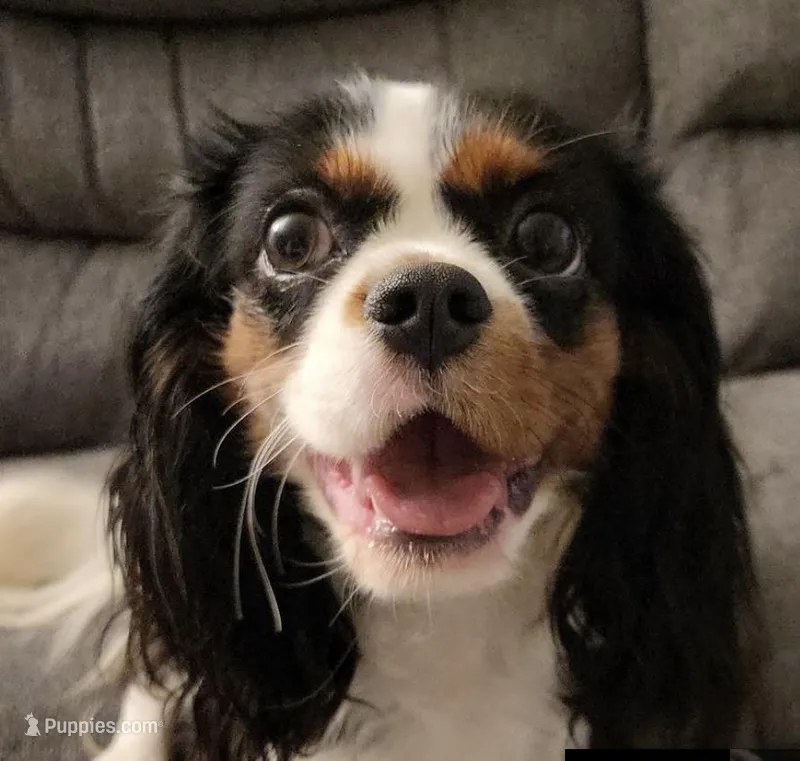 Daisy – Cavalier King Charles Spaniel puppy for sale in Milan, IL