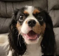 Daisy, a female Cavalier King Charles Spaniel for sale in Milan, IL – Photo 1 of 5