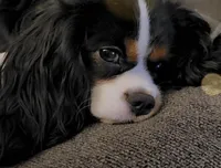 Daisy, a female Cavalier King Charles Spaniel for sale in Milan, IL – Photo 3 of 5