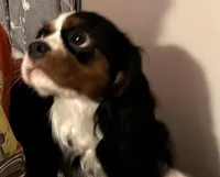 Daisy, a female Cavalier King Charles Spaniel for sale in Milan, IL – Photo 2 of 5