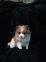 Gizzmo, a female Pomeranian for sale in Stevens Point, WI – 4 of 10