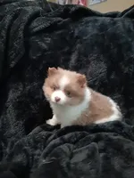 Gizzmo, a female Pomeranian for sale in Stevens Point, WI – 5 of 10