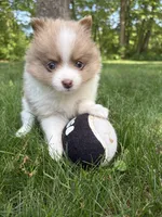 Gizzmo, a female Pomeranian for sale in Stevens Point, WI – 6 of 10