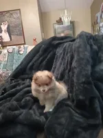 White Cheeks , a female Pomeranian for sale in Stevens Point, WI – 2 of 7