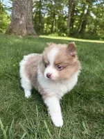 Gizzmo, a female Pomeranian for sale in Stevens Point, WI – 7 of 10