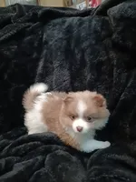 Gizzmo, a female Pomeranian for sale in Stevens Point, WI – 3 of 10