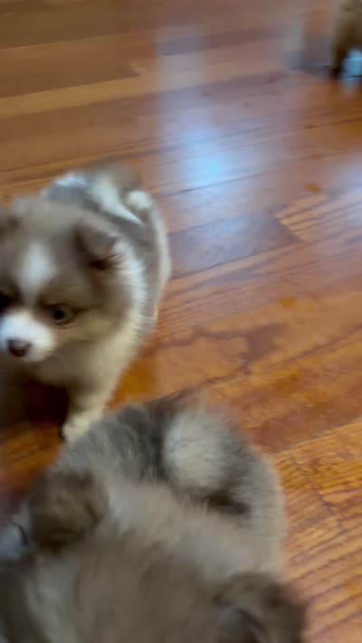 White Cheeks , a female Pomeranian for sale in Stevens Point, WI – 10 of 10