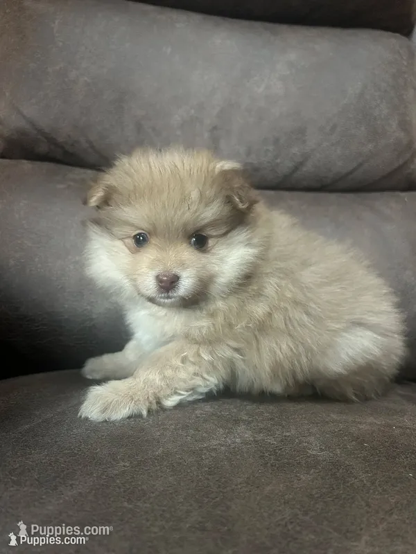 White Cheeks  – Pomeranian puppy for sale in Stevens Point, WI