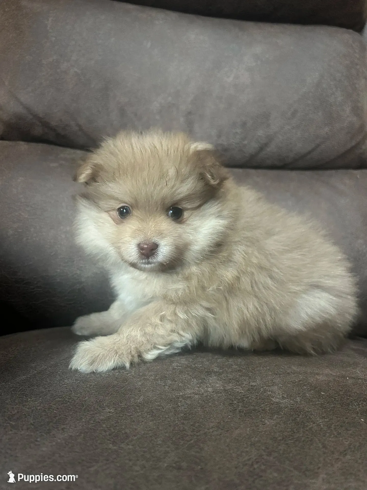 White Cheeks , a female Pomeranian for sale in Stevens Point, WI – 1 of 10