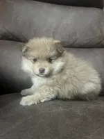 White Cheeks , a female Pomeranian for sale in Stevens Point, WI – 4 of 7