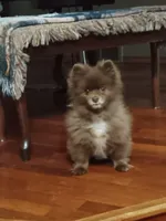 Brownie, a male Pomeranian for sale in Stevens Point, WI – Photo 7 of 8