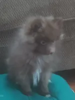 Brownie, a male Pomeranian for sale in Stevens Point, WI – Photo 4 of 8