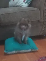 Brownie, a male Pomeranian for sale in Stevens Point, WI – Photo 5 of 8