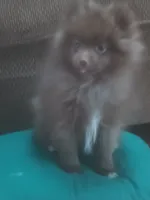 Brownie, a male Pomeranian for sale in Stevens Point, WI – Photo 1 of 8