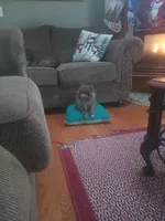 Brownie, a male Pomeranian for sale in Stevens Point, WI – Photo 8 of 8