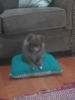 Brownie, a male Pomeranian for sale in Stevens Point, WI – Photo 3 of 8