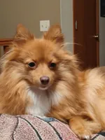 Brownie, a male Pomeranian for sale in Stevens Point, WI – Photo 6 of 8