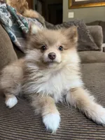 White Cheeks , a female Pomeranian for sale in Stevens Point, WI – 8 of 10