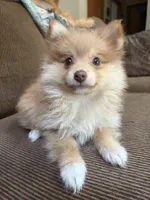 White Cheeks , a female Pomeranian for sale in Stevens Point, WI – 9 of 10