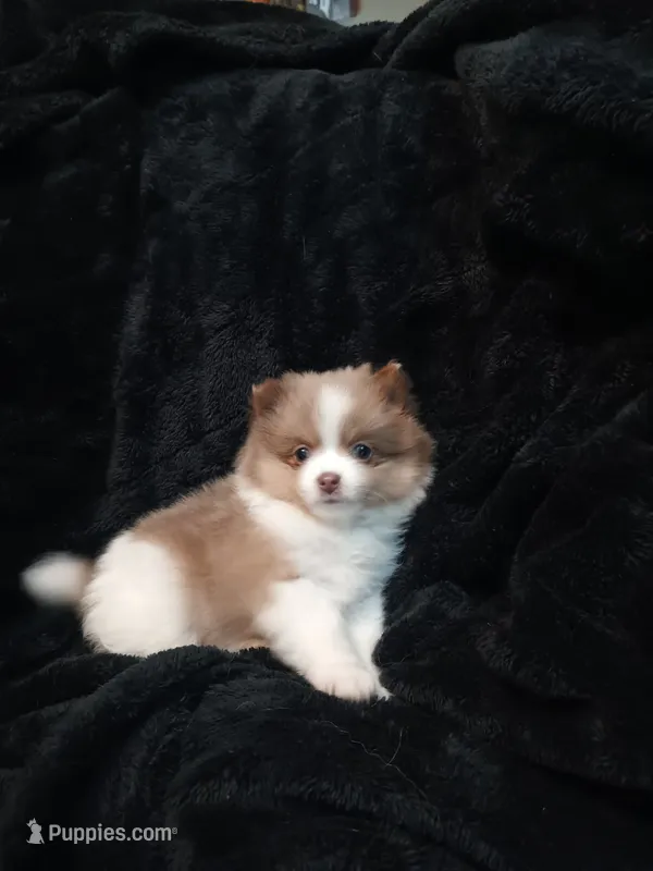 Gizzmo – Pomeranian puppy for sale in Stevens Point, WI
