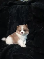 Gizzmo, a female Pomeranian for sale in Stevens Point, WI – 1 of 10