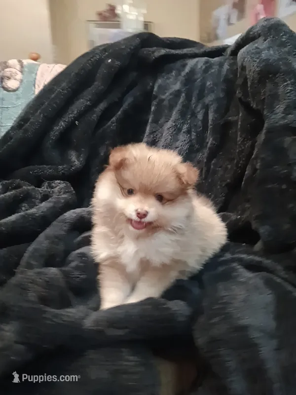 White Cheeks  – Pomeranian puppy for sale in Stevens Point, WI