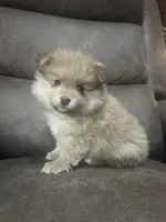 White Cheeks , a female Pomeranian for sale in Stevens Point, WI – 5 of 7