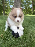 Gizzmo, a female Pomeranian for sale in Stevens Point, WI – 8 of 10