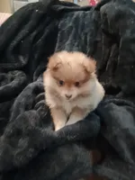 White Cheeks , a female Pomeranian for sale in Stevens Point, WI – 3 of 7