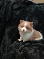 Gizzmo, a female Pomeranian for sale in Stevens Point, WI – 2 of 10