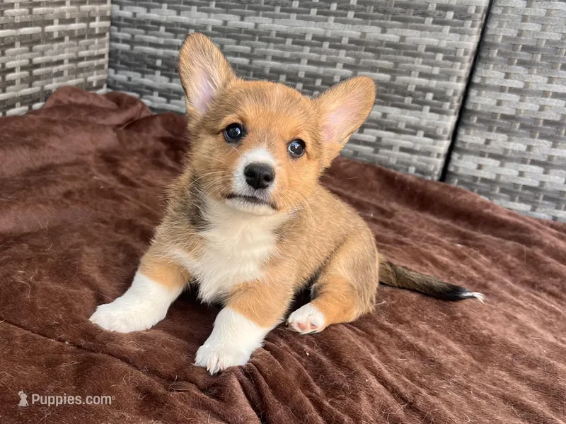 Female 1 – Cardigan Welsh Corgi, Pembroke Welsh Corgi puppy for sale in Cypress, CA