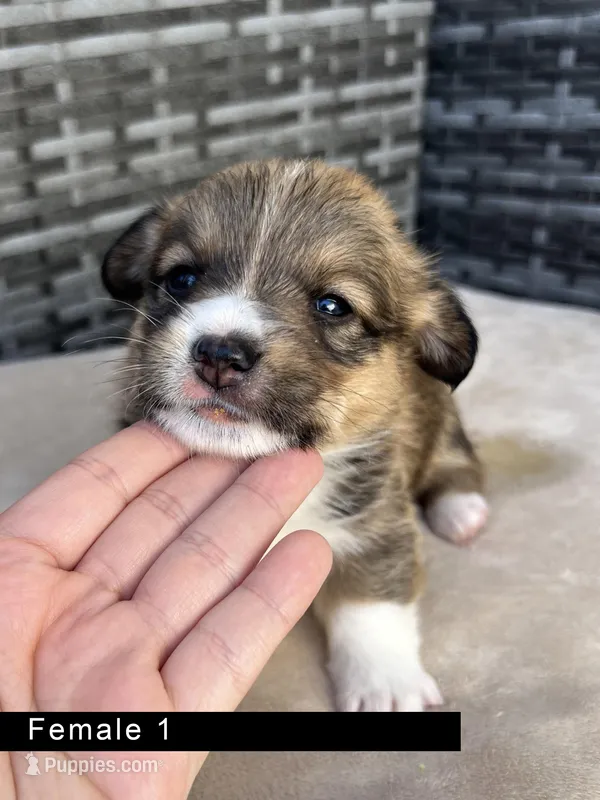 Female 1 – Cardigan Welsh Corgi, Pembroke Welsh Corgi puppy for sale in Cypress, CA