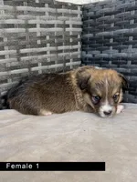 Female 1, a female Cardigan Welsh Corgi and Pembroke Welsh Corgi for sale in Cypress, CA – Photo 4 of 4