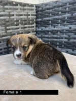 Female 1, a female Cardigan Welsh Corgi and Pembroke Welsh Corgi for sale in Cypress, CA – Photo 3 of 4