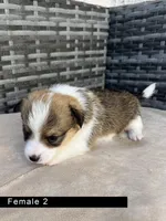 Female 2, a female Cardigan Welsh Corgi and Pembroke Welsh Corgi for sale in Cypress, CA – Photo 4 of 4