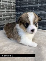 Female 2, a female Cardigan Welsh Corgi and Pembroke Welsh Corgi for sale in Cypress, CA – Photo 3 of 4