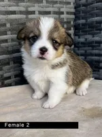 Female 2, a female Cardigan Welsh Corgi and Pembroke Welsh Corgi for sale in Cypress, CA – Photo 1 of 4